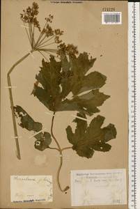 Heracleum sphondylium subsp. sibiricum (L.) Simonk., Eastern Europe, Eastern region (E10) (Russia)