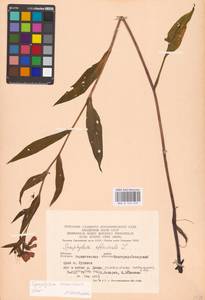 Symphytum tanaicense Steven, Eastern Europe, North Ukrainian region (E11) (Ukraine)