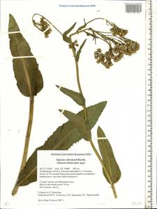 Senecio macrophyllus M. Bieb., Eastern Europe, Eastern region (E10) (Russia)