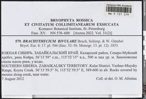 Brachythecium rivulare Schimp., Bryophytes, Bryophytes - Baikal & Transbaikal regions (B18) (Russia)
