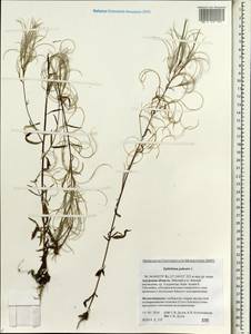 Epilobium palustre L., Siberia, Russian Far East (S6) (Russia)