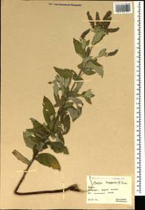 Mentha longifolia (L.) Huds., Crimea (KRYM) (Russia)