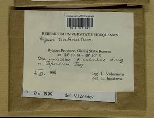 Ptychostomum turbinatum (Hedw.) J.R. Spence, Bryophytes, Bryophytes - Middle Russia (B6) (Russia)