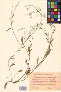 Ranunculus flammula, Eastern Europe, Moscow region (E4a) (Russia)