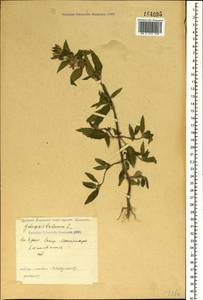 Galeopsis ladanum L., Crimea (KRYM) (Russia)