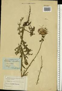 Carduus hamulosus Ehrh., Eastern Europe, South Ukrainian region (E12) (Ukraine)