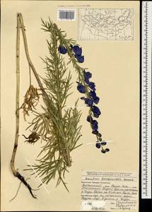 Aconitum turczaninowii Vorosch., Mongolia (MONG) (Mongolia)