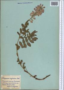 Hedysarum neglectum Ledeb., Middle Asia, Northern & Central Tian Shan (M4) (Kyrgyzstan)