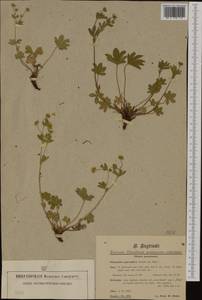 Potentilla thuringiaca Bernh. ex Link, Western Europe (EUR) (Switzerland)