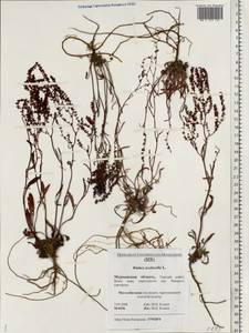 Rumex acetosella L., Eastern Europe, Northern region (E1) (Russia)