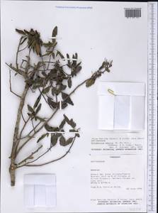 Allophylus edulis (A. St.-Hil., Cambessedes & A. Jussieu) Radlk. ex Warm., America (AMER) (Paraguay)