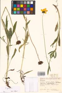 Coreopsis grandiflora Hogg ex Sw., Eastern Europe, Moldova (E13a) (Moldova)