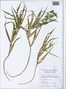 Polygonatum sibiricum Redouté, Siberia, Baikal & Transbaikal region (S4) (Russia)