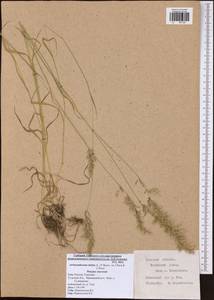 Arrhenatherum elatius (L.) P.Beauv. ex J.Presl & C.Presl., Eastern Europe, Central region (E4) (Russia)