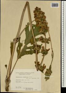 Phlomoides loasifolia (Benth.) Kamelin & Makhm., South Asia, South Asia (Asia outside ex-Soviet states and Mongolia) (ASIA) (Afghanistan)