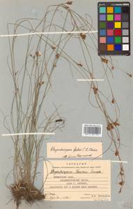 Rhynchospora faberi C.B.Clarke, Siberia, Russian Far East (S6) (Russia)