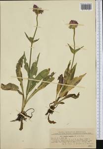 Knautia longifolia (Waldst. & Kit.) W. D. J. Koch, Western Europe (EUR) (Romania)
