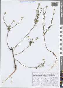 Berteroa incana (L.) DC., Eastern Europe, Belarus (E3a) (Belarus)