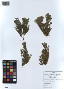 Diphasiastrum alpinum (L.) Holub, Siberia, Altai & Sayany Mountains (S2) (Russia)