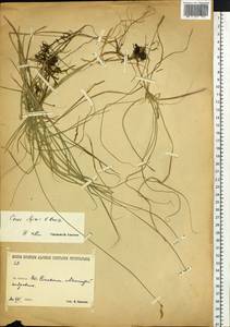 Carex iljinii V.I.Krecz., Siberia, Baikal & Transbaikal region (S4) (Russia)