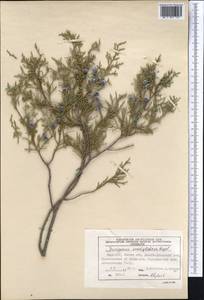 Juniperus semiglobosa Regel, Middle Asia, Pamir & Pamiro-Alai (M2) (Kyrgyzstan)