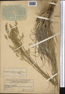 Piptatherum holciforme (M.Bieb.) Roem. & Schult., Middle Asia, Western Tian Shan & Karatau (M3) (Kazakhstan)