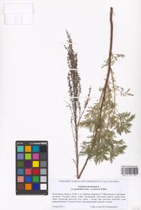 Artemisia abrotanum L., Eastern Europe, Moscow region (E4a) (Russia)