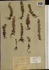 Orostachys fimbriata (Turcz.) A. Berger, Siberia, Baikal & Transbaikal region (S4) (Russia)