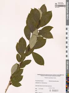 Populus suaveolens Fisch., Siberia, Yakutia (S5) (Russia)