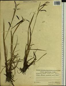 Carex lyngbyei Hornem., Siberia, Chukotka & Kamchatka (S7) (Russia)