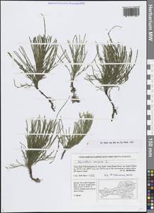 Equisetum arvense L., Siberia, Altai & Sayany Mountains (S2) (Russia)