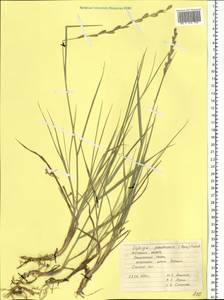 Elymus repens subsp. repens, Eastern Europe, Rostov Oblast (E12a) (Russia)