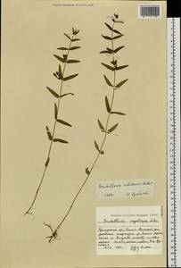 Scutellaria ochotensis Prob., Siberia, Russian Far East (S6) (Russia)
