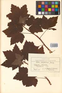 Ribes latifolium Jancz., Siberia, Russian Far East (S6) (Russia)