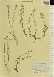 Alyssum gmelinii Jord. & Fourr., Eastern Europe, Moscow region (E4a) (Russia)