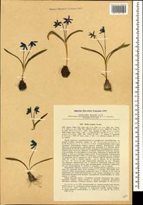 Scilla siberica subsp. armena (Grossh.) Mordak, Caucasus, Armenia (K5) (Armenia)