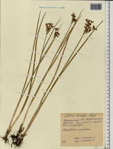 Juncus tenageia Ehrh. ex L. fil., Eastern Europe, Central forest-and-steppe region (E6) (Russia)