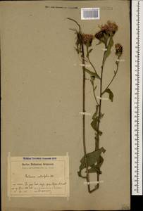 Centaurea phrygia subsp. salicifolia (M. Bieb. ex Willd.) Mikheev, Caucasus, Armenia (K5) (Armenia)