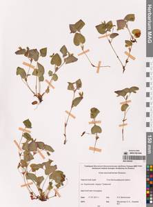 Viola sacchalinensis H.Boissieu, Siberia, Chukotka & Kamchatka (S7) (Russia)