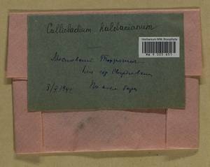 Callicladium haldaneanum (Grev.) H.A. Crum, Bryophytes, Bryophytes - Permsky Krai, Udmurt Republic, Sverdlovsk & Kirov Oblasts (B8) (Russia)