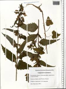 Campanula trachelium L., Eastern Europe, Central forest region (E5) (Russia)