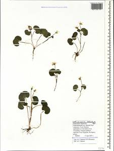 Viola caucasica Kolen. ex Rupr., Caucasus, Stavropol Krai, Karachay-Cherkessia & Kabardino-Balkaria (K1b) (Russia)