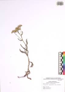 Achillea millefolium L., Eastern Europe, Central region (E4) (Russia)