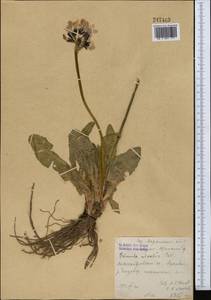 Primula nivalis subsp. turkestanica (Schmidt) Kovt., Middle Asia, Western Tian Shan & Karatau (M3)