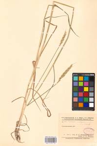 Triticum aestivum L., Eastern Europe, Eastern region (E10) (Russia)