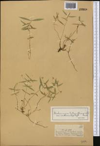 Moehringia umbrosa (Bunge) Fenzl, Middle Asia, Dzungarian Alatau & Tarbagatai (M5) (Kazakhstan)
