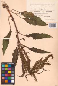 Rumex crispus L., Eastern Europe, North-Western region (E2) (Russia)