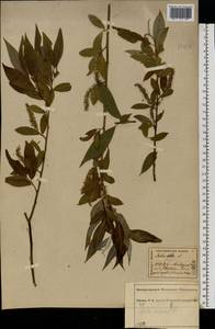 Salix silesiaca Willd., Eastern Europe, Central forest region (E5) (Russia)