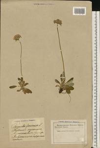 Primula farinosa L., Eastern Europe, Latvia (E2b) (Latvia)