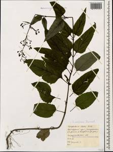 Scrophularia umbrosa Dumort., Caucasus, Black Sea Shore (from Novorossiysk to Adler) (K3) (Russia)